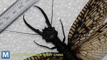 Giant Flying Bug Discovered in China
