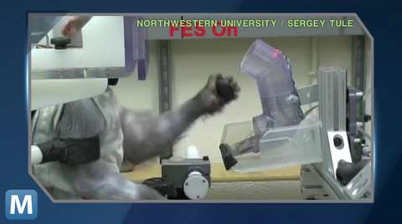 Brain Implant Brings Paralyzed Muscles Back to Life