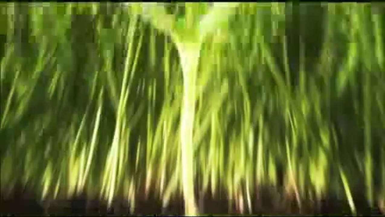 Pushing Daisies Comic-Con