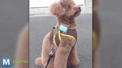 Fujitsu Developing a Tech Collar to Track Your Dog’s Activity