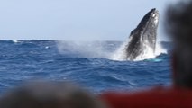 Les baleines à bosse de Samana - the humpback whales