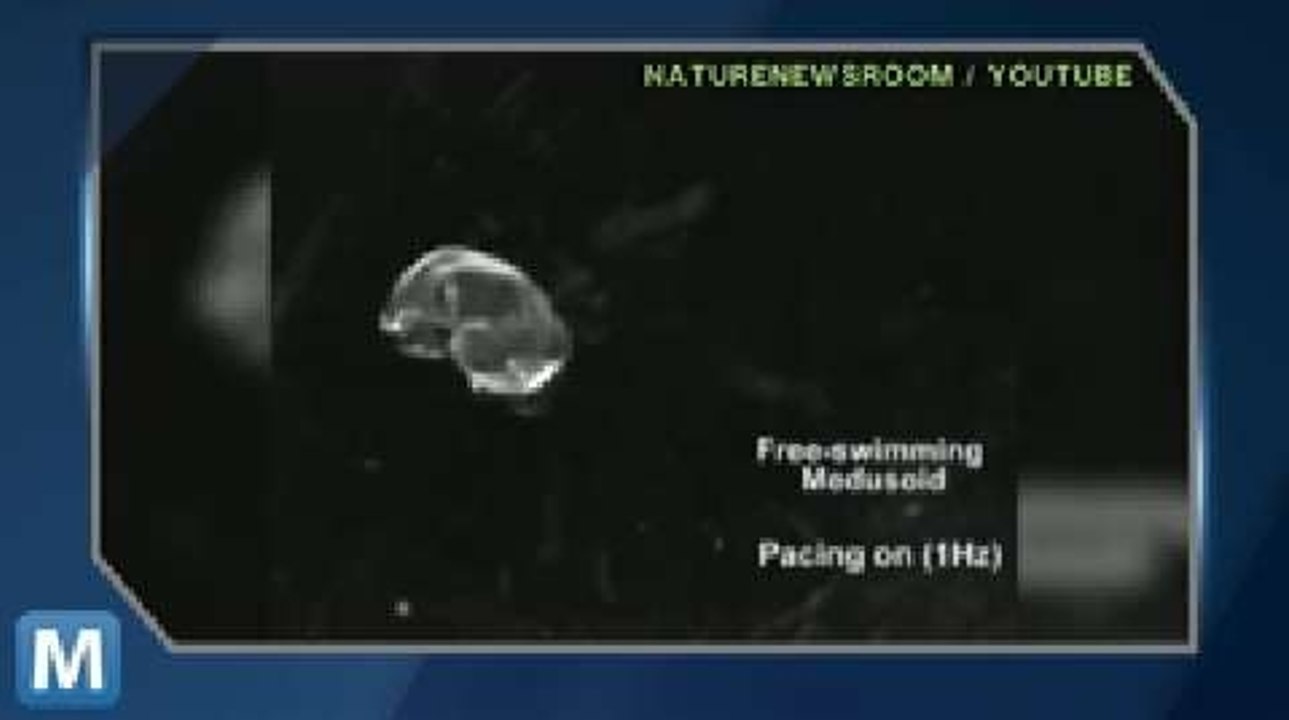 Scientists Create a Jellyfish from Rat Cells