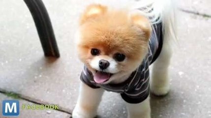 The ‘World’s Cutest Dog’ Belongs to a Facebook Employee
