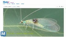 Scientists Accidentally Discover New Bug Species in Flickr Gallery