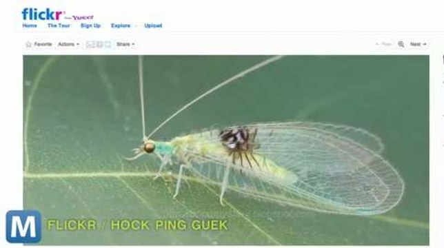 Scientists Accidentally Discover New Bug Species in Flickr Gallery