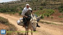 Israeli Park Attaches Wifi Hotspots to Donkeys