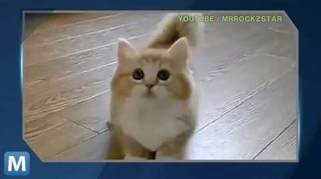 Minneapolis Hosts First-Ever Internet Cat Video Festival