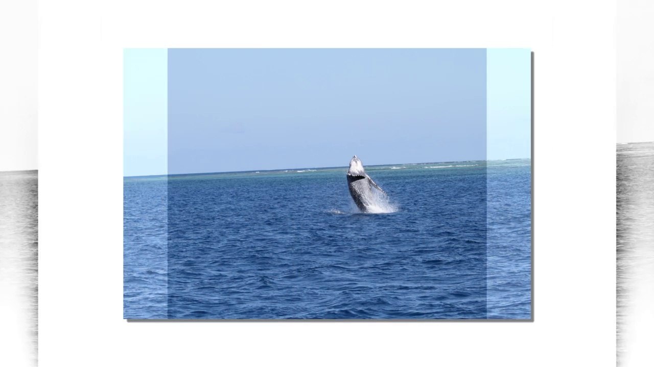 les baleines de Nouvelle Calédonie