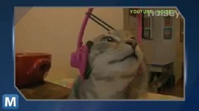 Weekly Viral Video Wrapup: Cats, iPhones and Codfish Joe