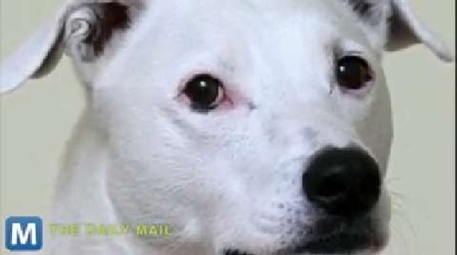 Deaf Dog Learns Tricks via Sign Language
