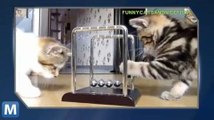Viral Video Recap: The World’s Shortest Freefall and Kittens Learning Physics