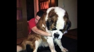 Big Dogs Who Don't Realize How Big They Are