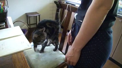 Gato pede carinho pro dono