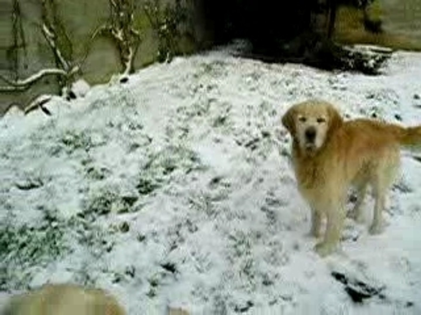 ⁣golden retriever Boule de neige2