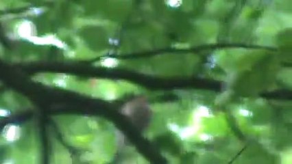 Le pinson des arbres.
