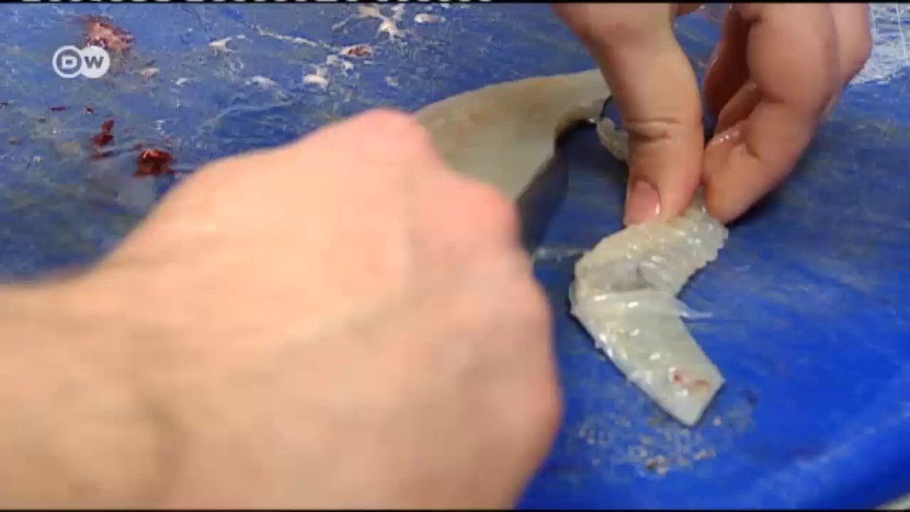 Steinbutt mit jakobsmuscheln aus jersey | euromaxx