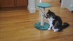Favorite Sisal Scratching Post with Base, Perch and Toy for Cats Review