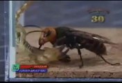 Arı ile akrep kavgası (Böcek Dövüşleri)