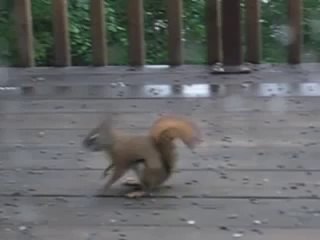 Squirrel Fight