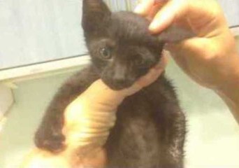 Typhoon Kitten Recovering Well After Ordeal