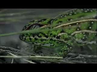 Yumurta Bırakan Bukalemun