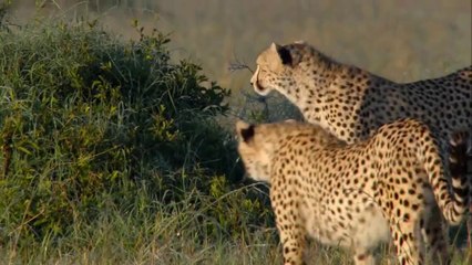 Yavru Çitalara Adanmış Bir Hayat..