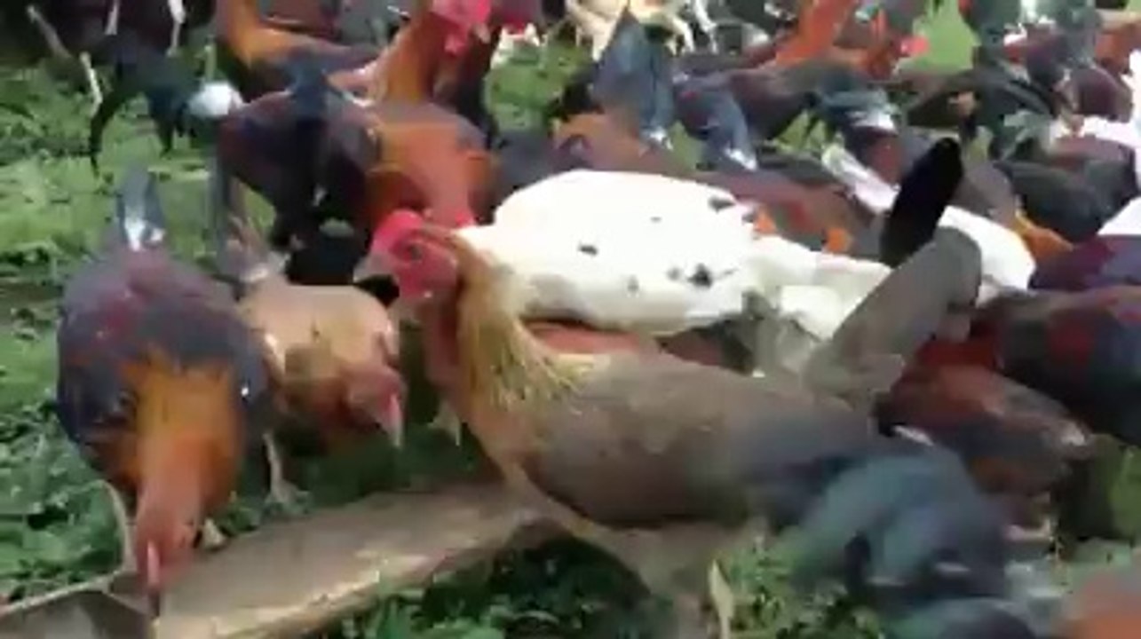 Yemek saati