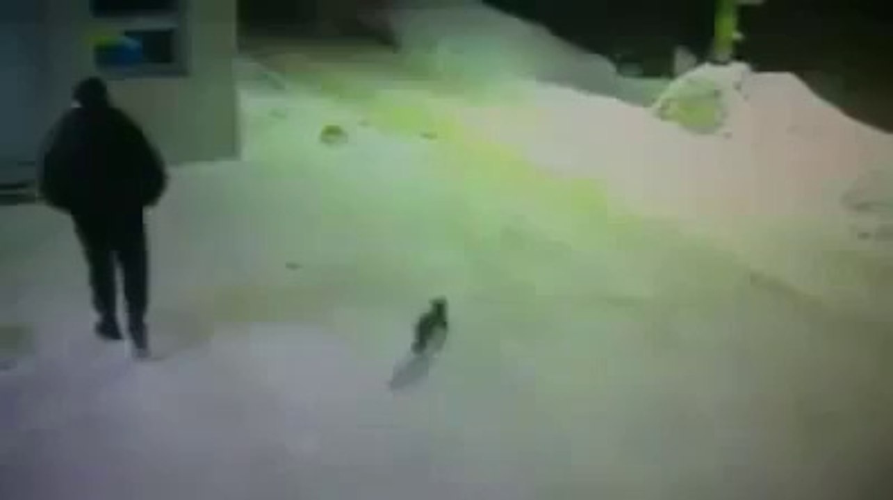 Yol soran kedi