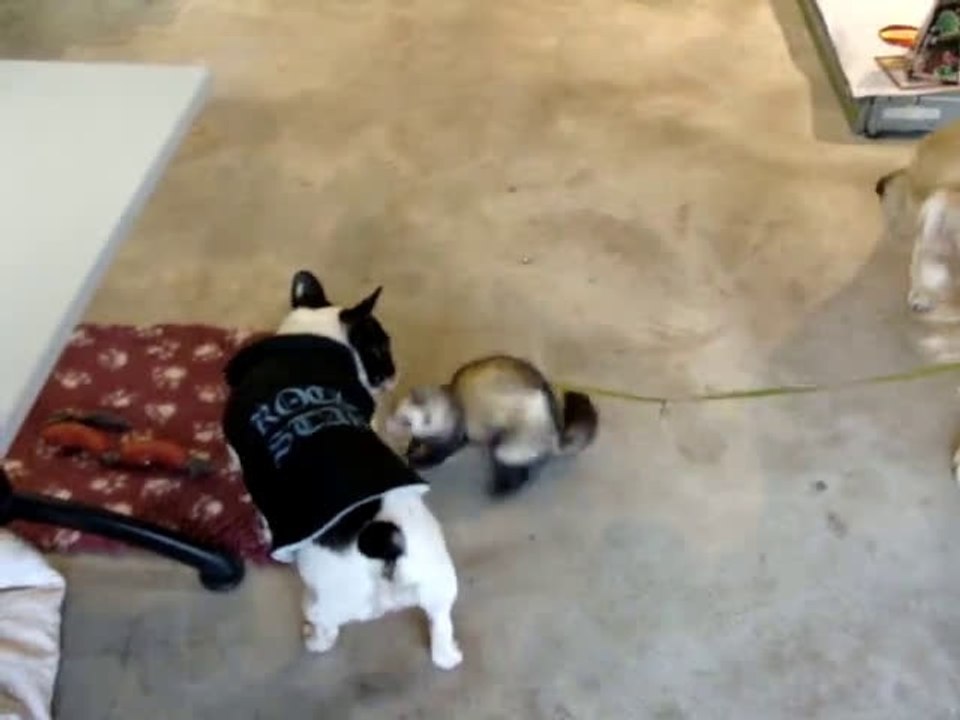 CHARIOTS DU BONHEUR 8 DECEMBRE 2012 MAXIZOO SARCELLES PARTIE 2