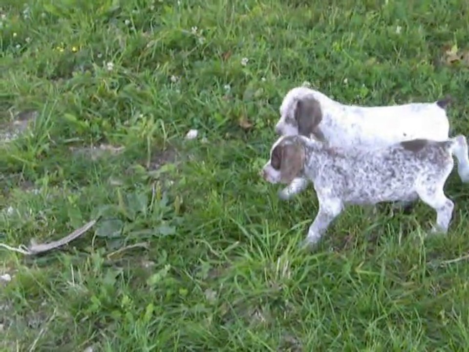 Chiots Bourbonnais du 06/06/2014 de Django Du Fief d'Epsom hors Défi,