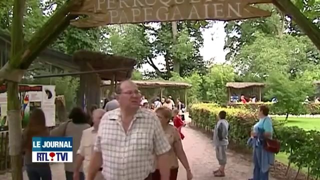 Deux pandas prêtés par la Chine iront à Pairi Daiza et non au Zoo d'Anvers - JT 10-09-2013