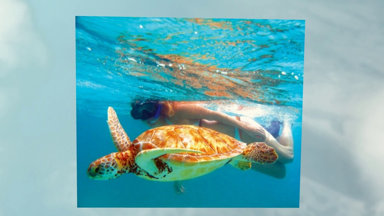 Cozumel Tours