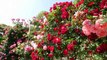 Spring Flowers - First Rose In Spring - Piano HD 1080p