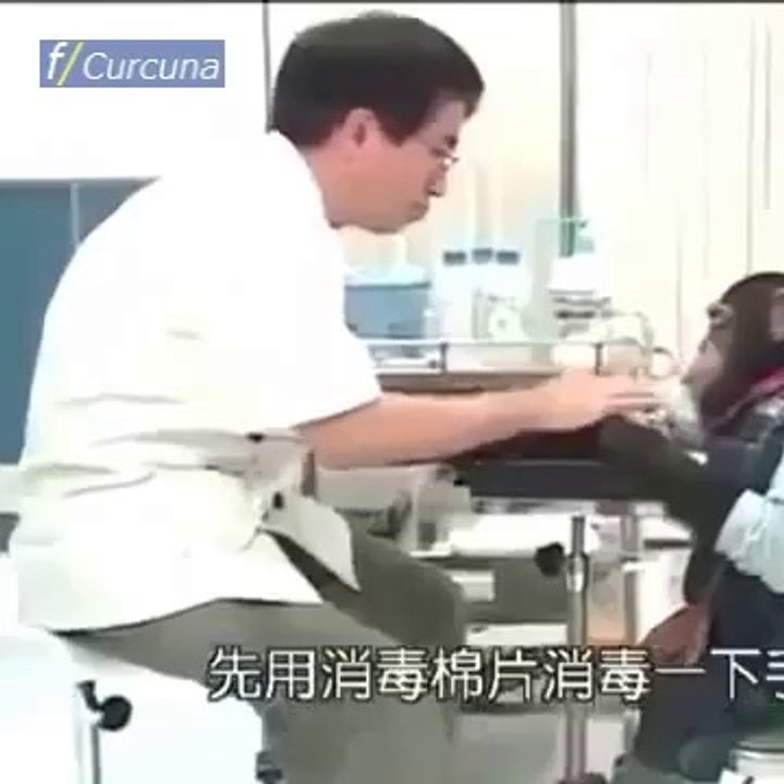 İğne görünce bayılan maymun