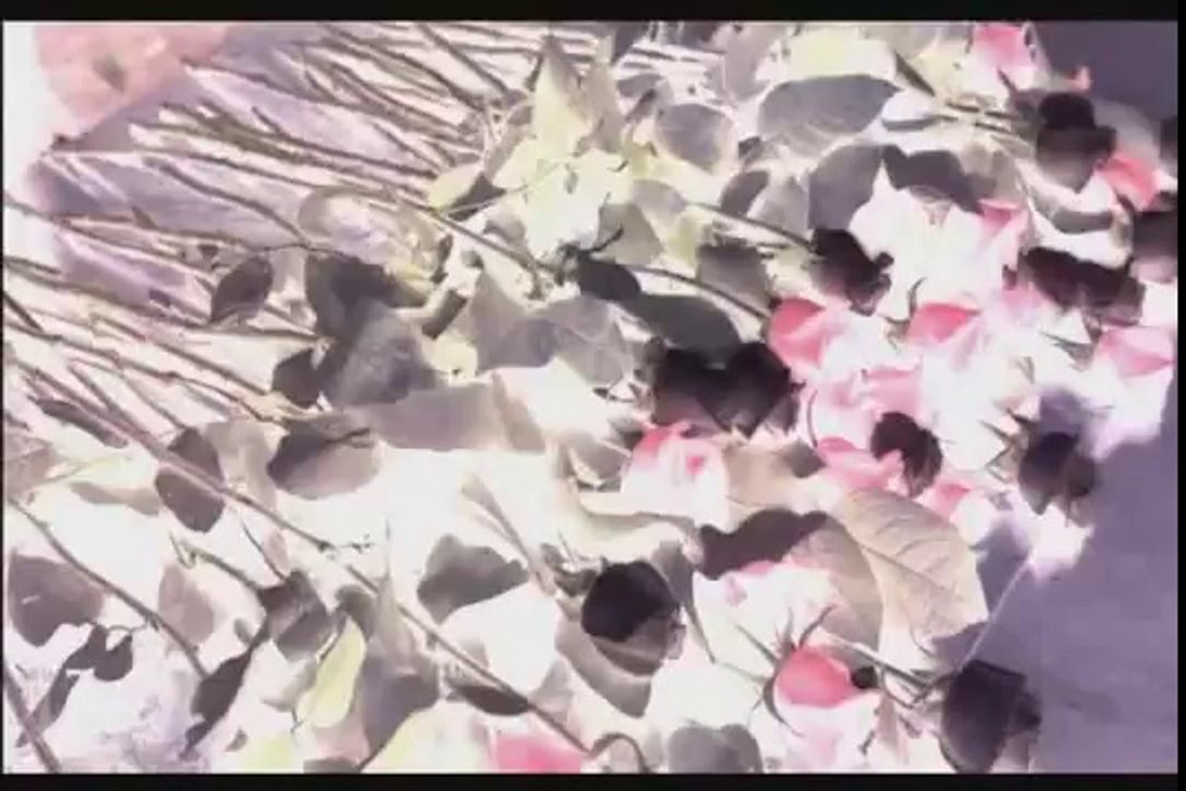 Final Destination Trailer (2000)