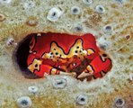 Critter Hunt: Clown Crab in a Caribbean Hideaway