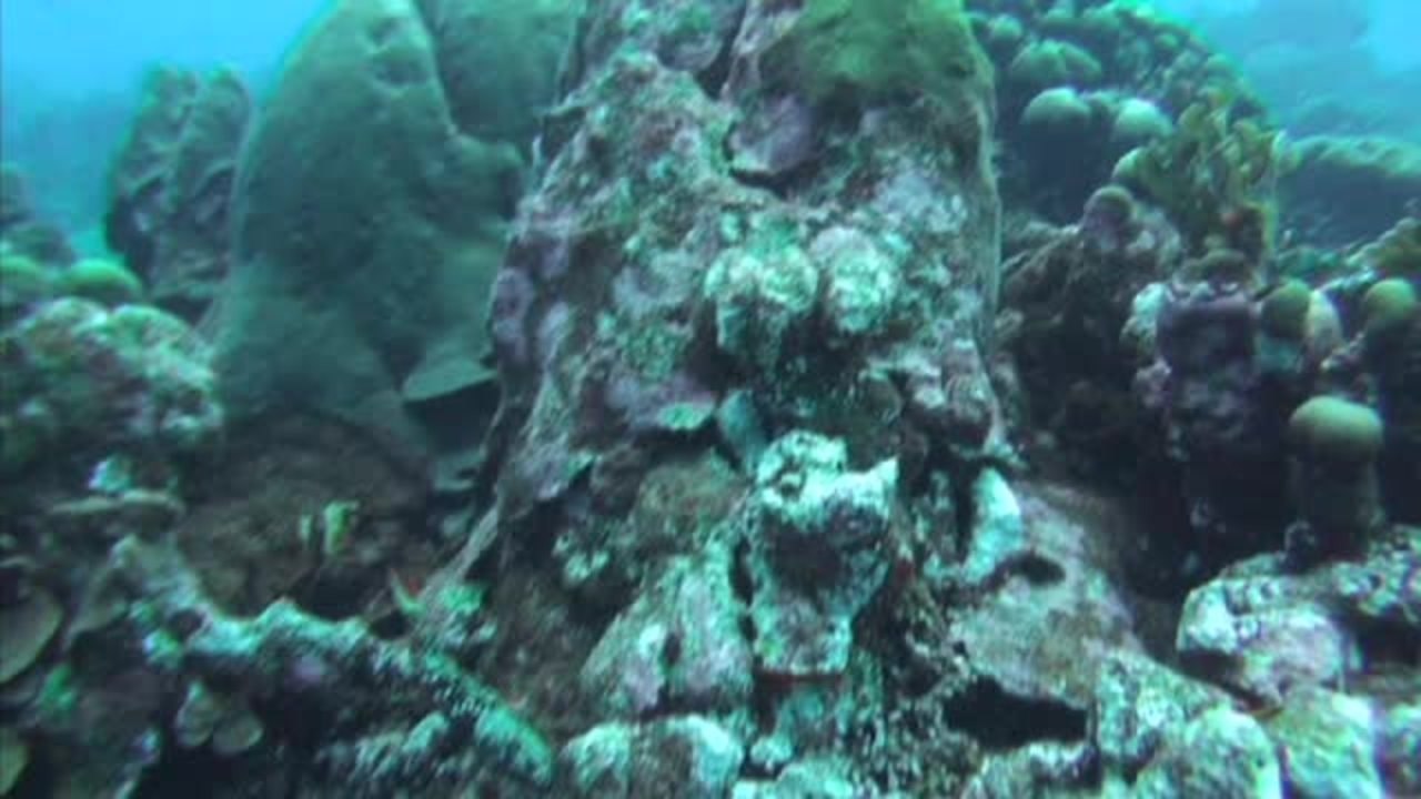 Octopus Entourage