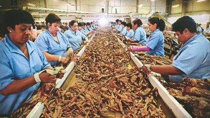 Souza Cruz decepciona nos números e ações recuam