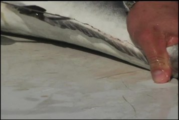 Video herunterladen: Rigs Tips Cobia Cleaning