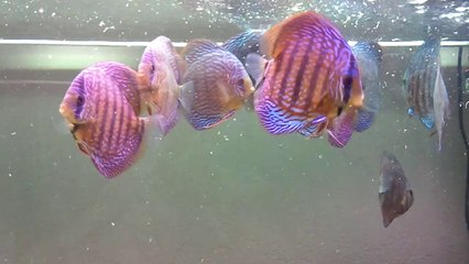 TR souche Piwo de 12 mois