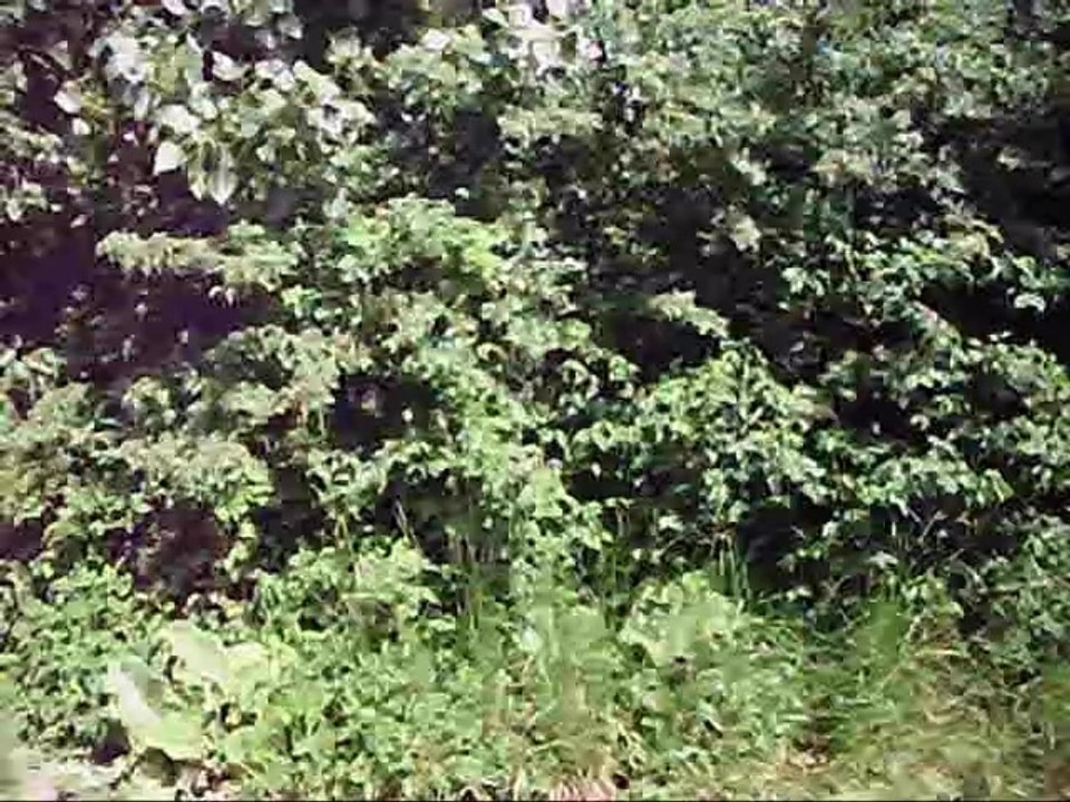 Schwebende musik und gezwitscher