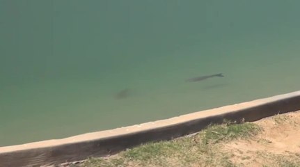 Carp Tip: Get That Fly Muddy