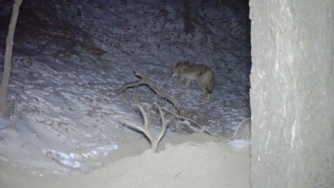 Badger vs Coyote
