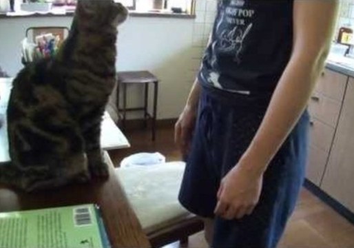 Funny Cat Demands Petting