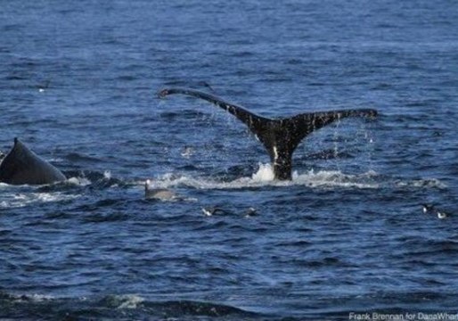 Drone Captures Humpback Whales Breaching at Dana Point
