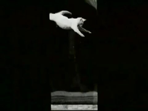 Falling Cat (1890) - World's 1st Cat Video - Etienne-Jules Marey