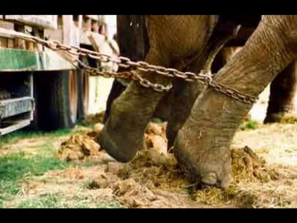 Le dressage des Animaux dans les cirques, les vérités !