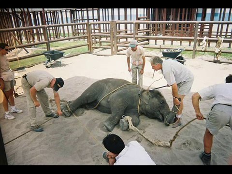 Les éléphanteaux de Ringling attachés et électrocutés