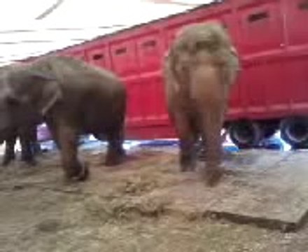 Les éléphants au cirque Medrano