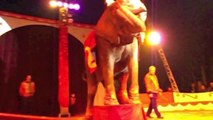 Samba, éléphant de cirque